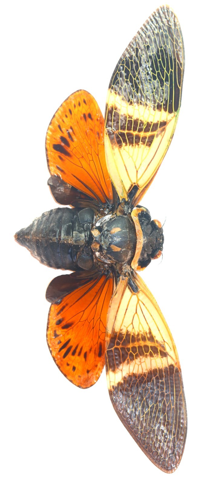 HEMIPTERA, CICADIDAE, ANGAMIANA FLORIDULA from THAILAND