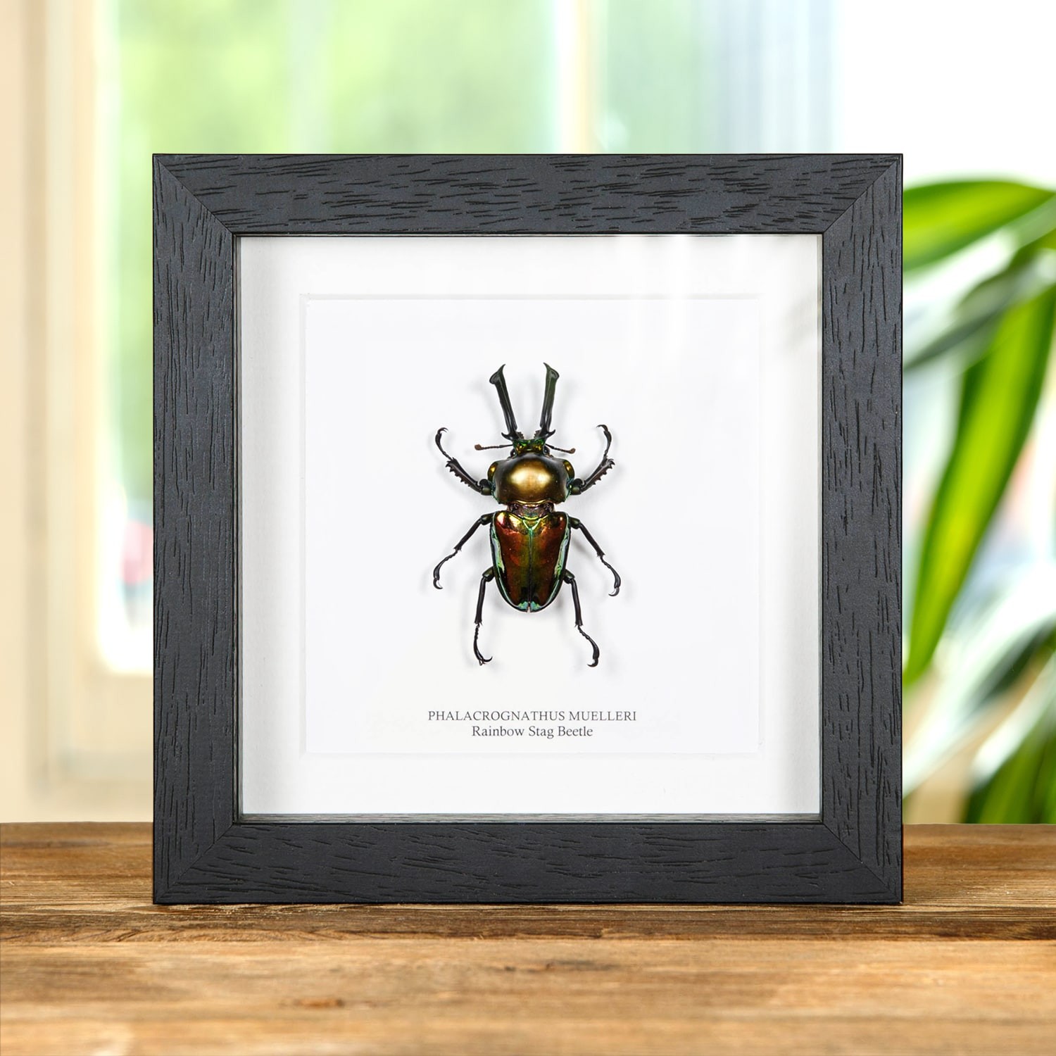 Rainbow Stag Taxidermy Beetle Frame (Phalacrognathus muelleri)