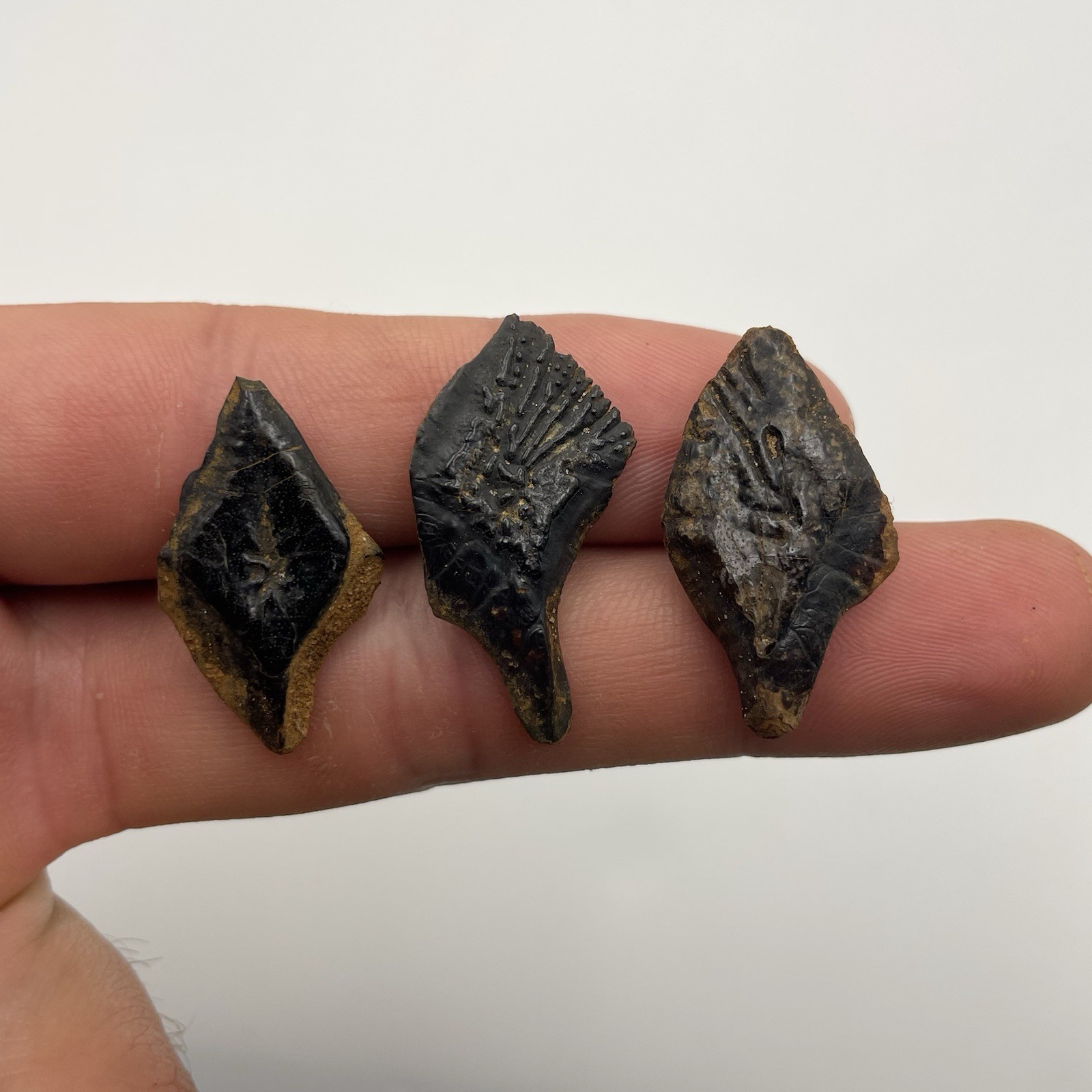 Ice Age Gar Scale Fossils Peace River Set Of 3