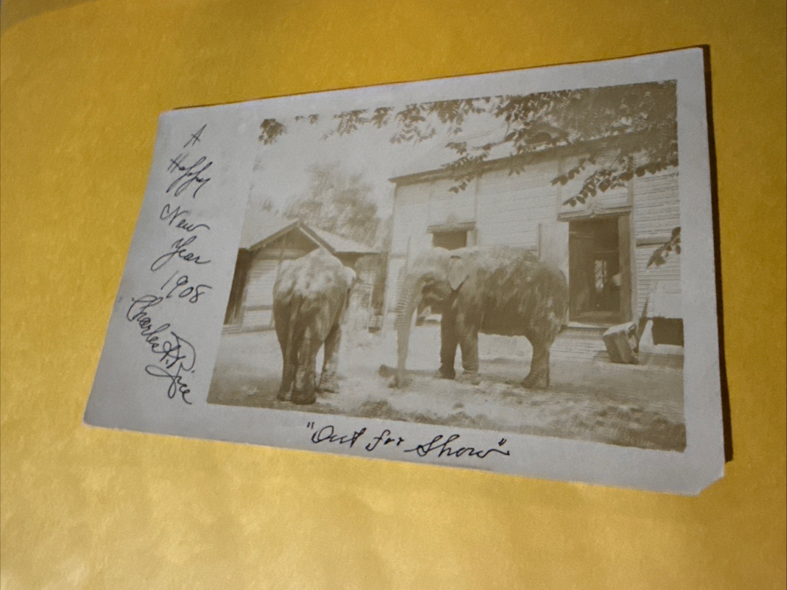 1907 RPPC Postcard of 2 Elephants 