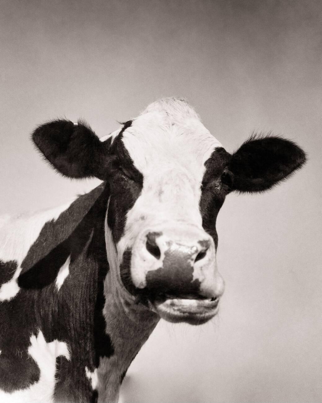 Vintage Holstein Cow 1950s BLK and White Matte Photo Reprint 8