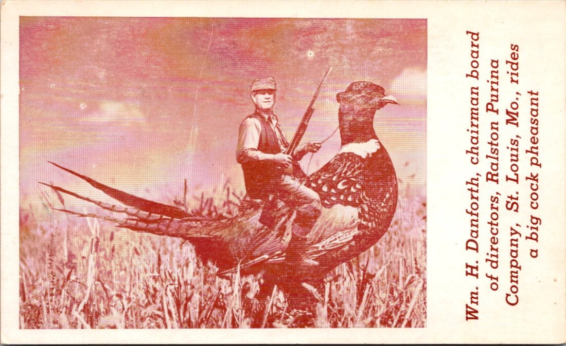 Wm H Danforth Ralston Purina Chairman Rides Pheasant Comic Advertising Postcard