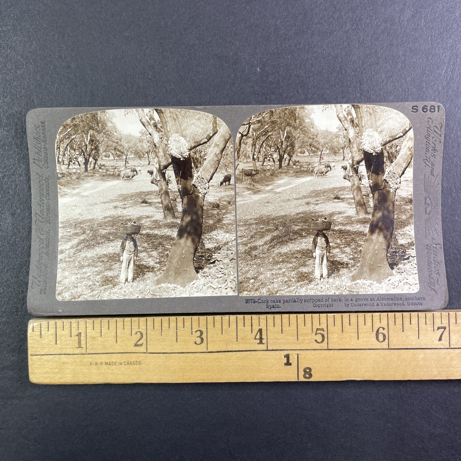 Cork Oak Harvesting Stereoview Underwood & Underwood Spain 1904 Curved Mount