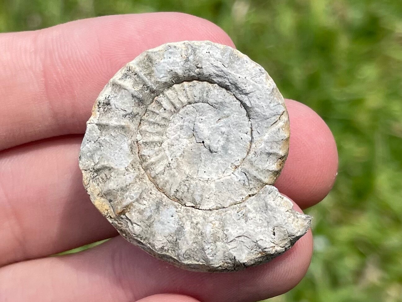 Ukraine Fossil Ammonite Echioceras sp. RARE Jurassic Age
