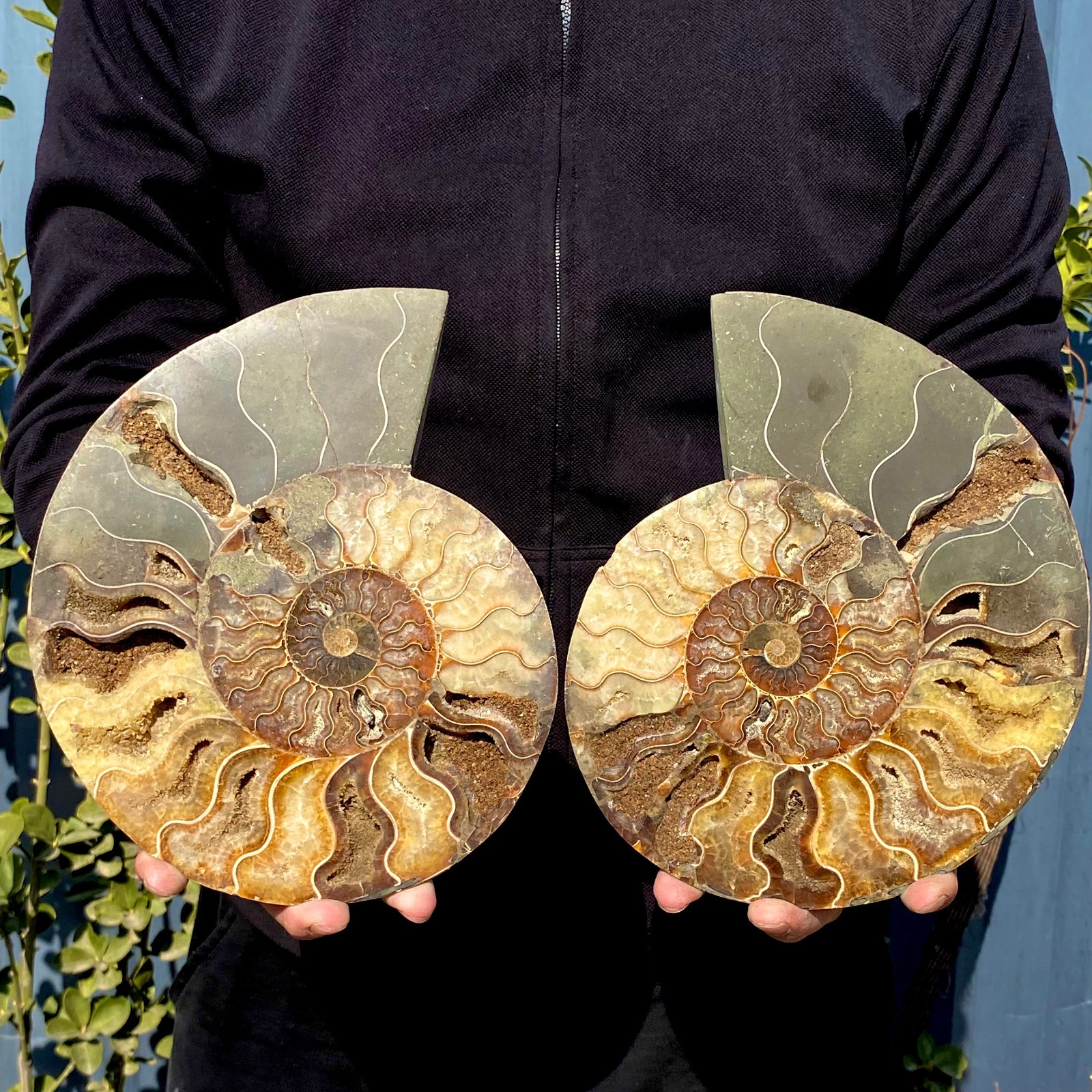 5.13LB A Pair Rare Natural Tentacle Ammonite FossilSpecimen Shell Healing Madag