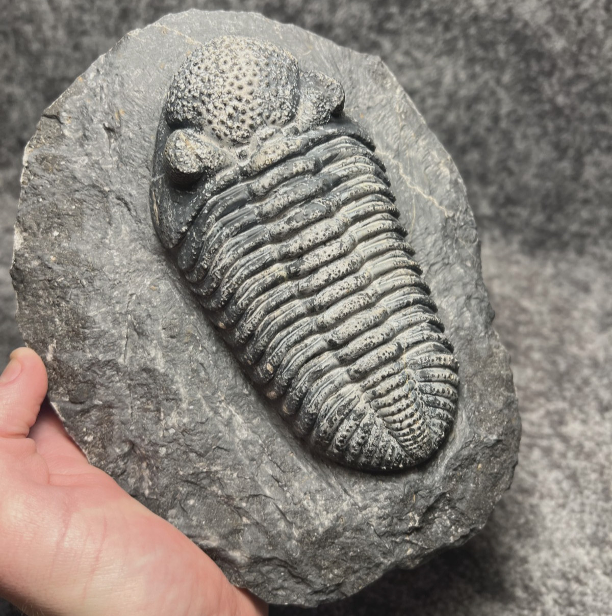Drotops megalomanicus Trilobite Fossil – Large Collector Specimen ✅