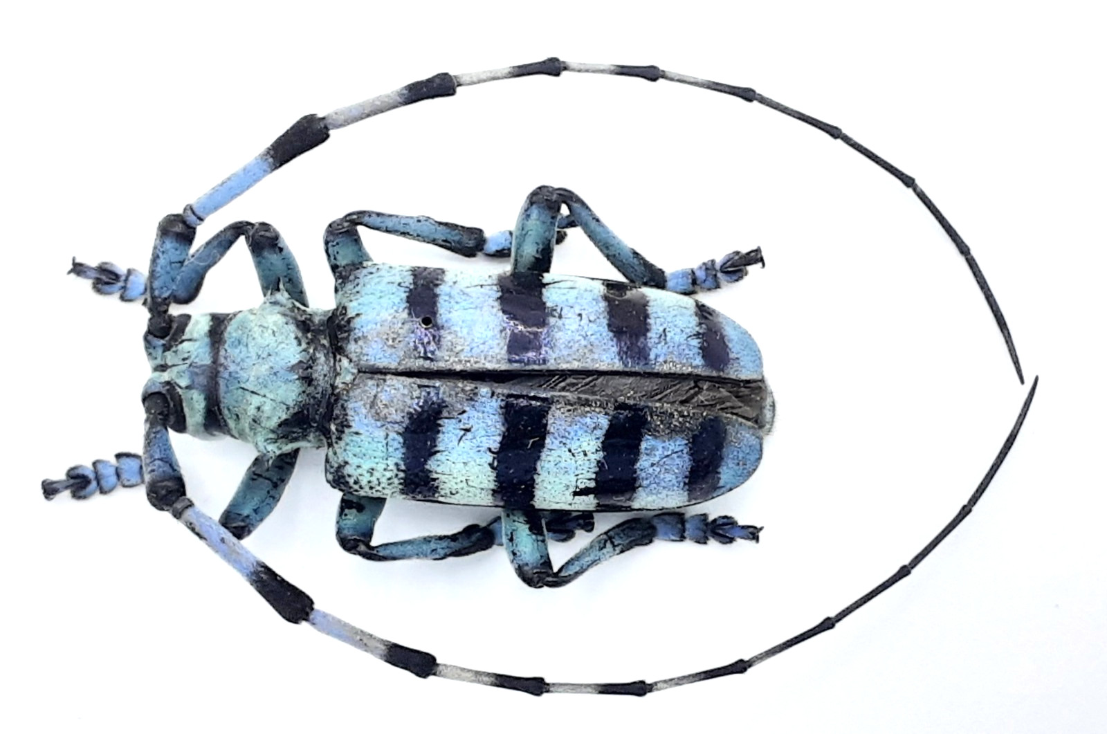 Cerambycidae, Anoplophora medenbachii, Male, Aa-, 30mm, Sumatra, #CC68