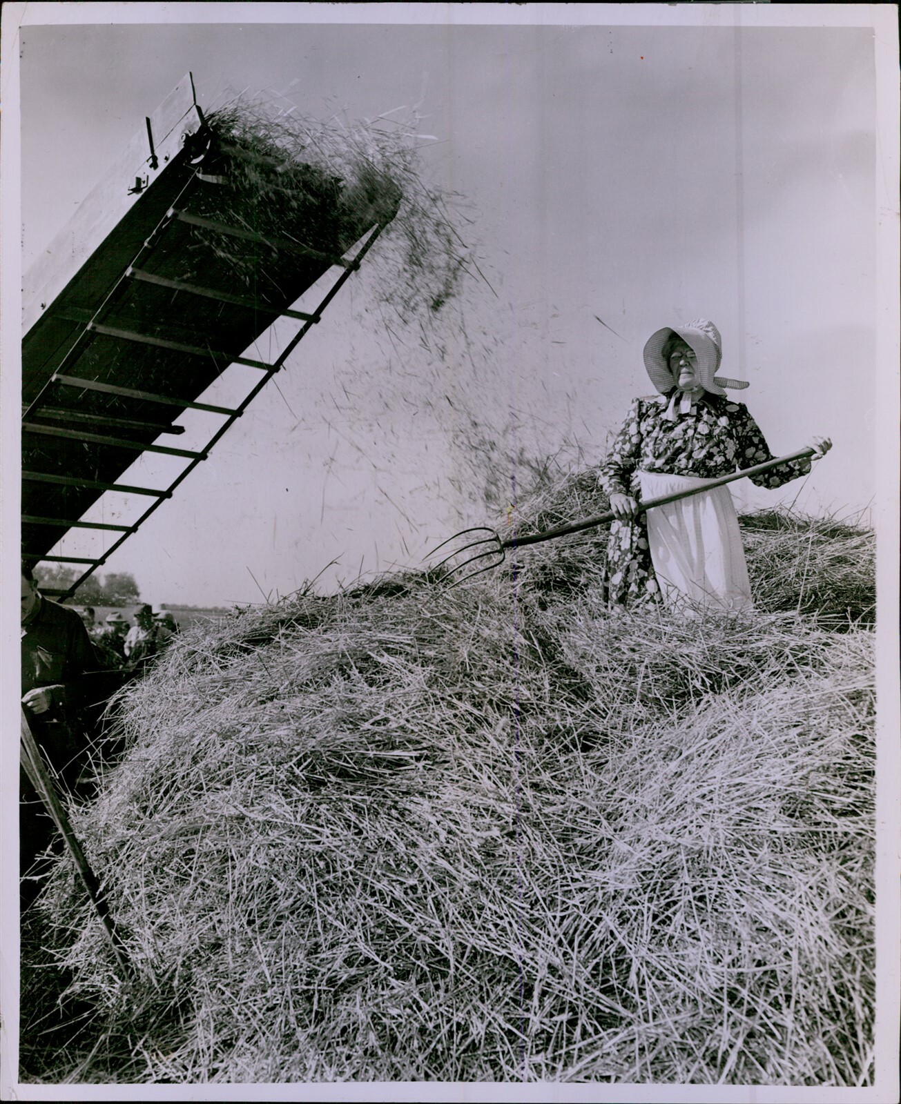 LG797 1955 Original Photo THRESHING BEE Minnesota Valley Breeders Association