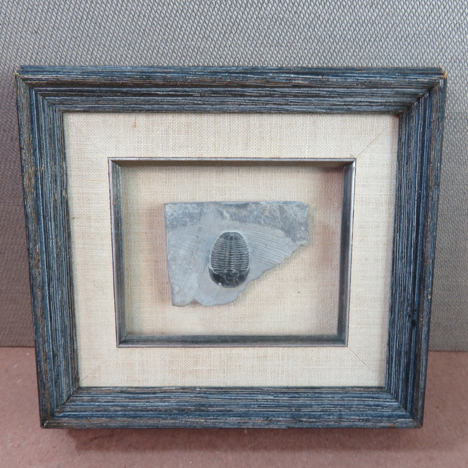• Vintage 1960s Framed Elrathia Kingii Trilobite Fossil Utah Wheeler Shale 