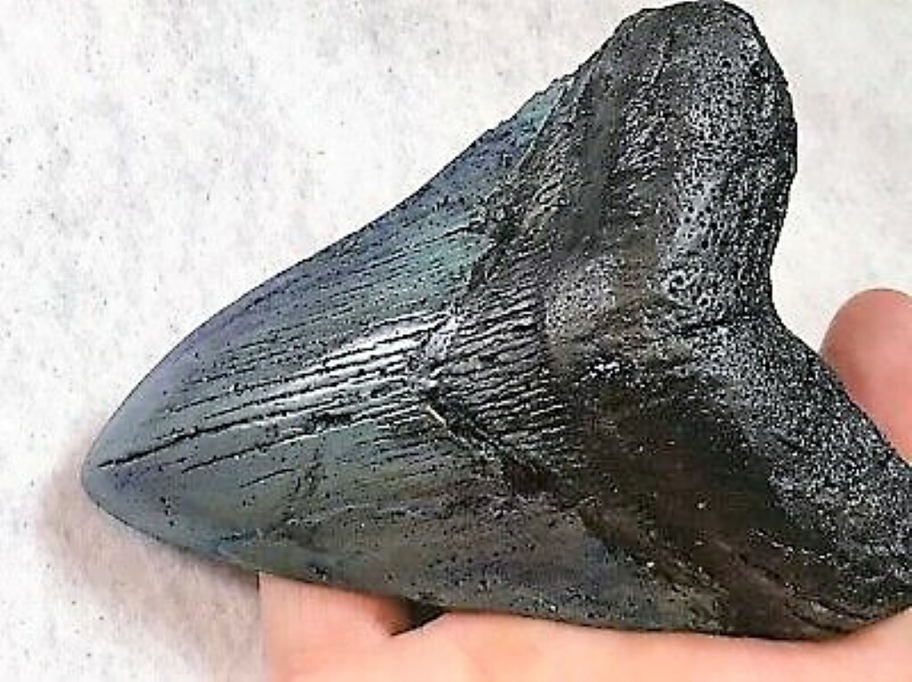 5 INCH REAL MEGALODON SHARK TOOTH BIG FOSSIL GIANT GENUINE PREHISTORIC MEG TEETH