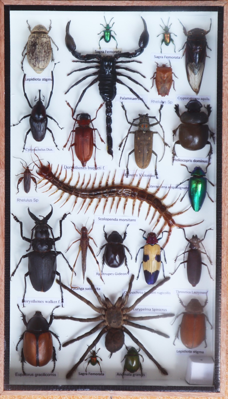 Real Exotic Insect Taxidermy Collection Mixed Specimens In Wooden Box Display
