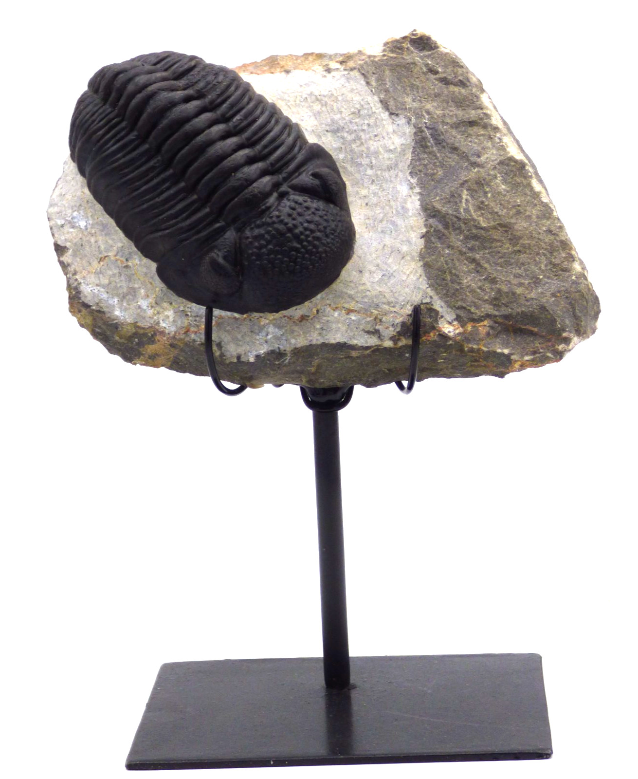 Fossil Trilobite Drotops Megalomanicus Devonian  Morocco Steel Display Stand