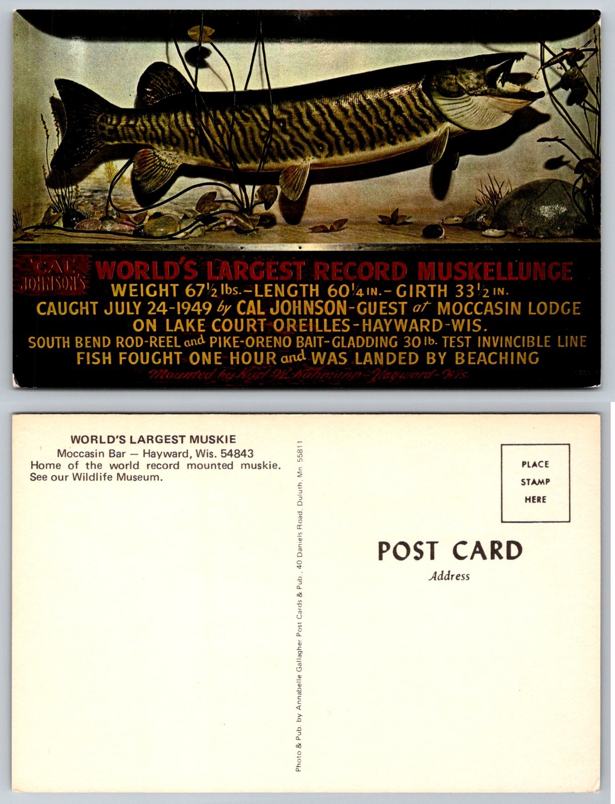 World\'s Largest Record Muskellunge Hayward Wisconsin Moccasin Bar Postcard