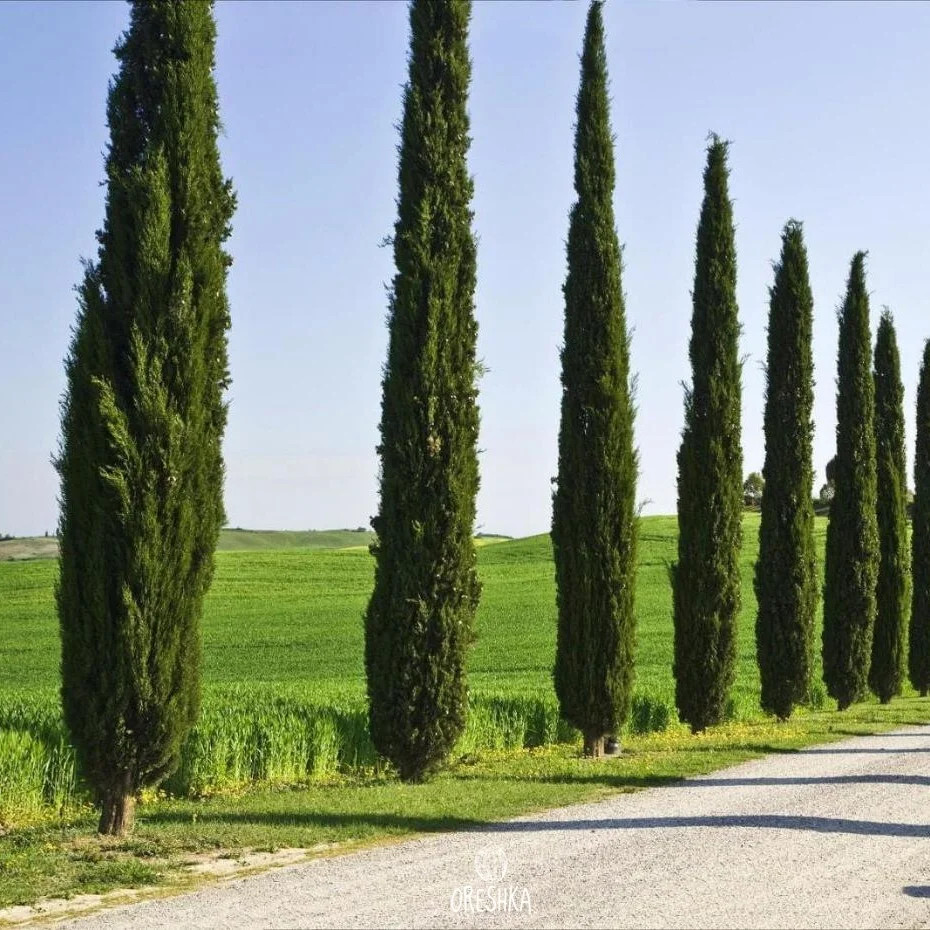 Seeds of Italian pyramidal cypress (Cupressus) — 50 pcs