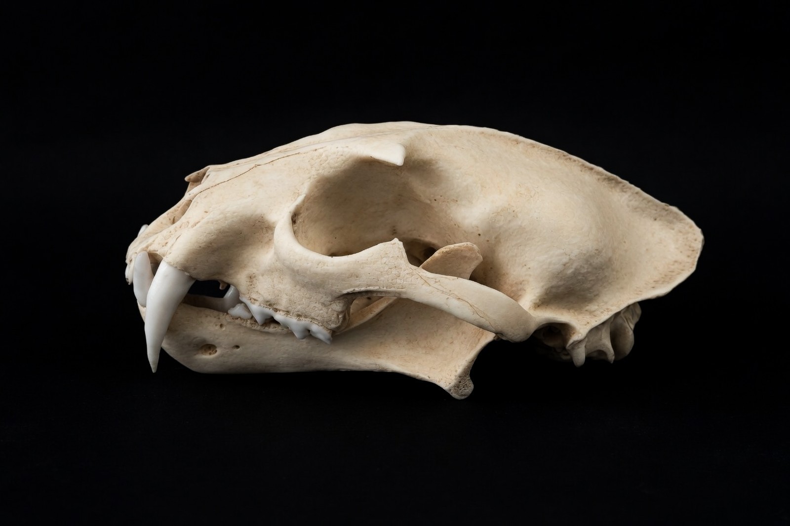 Clouded Leopard Skull Replica – Life Size Exotic Feline Display Model