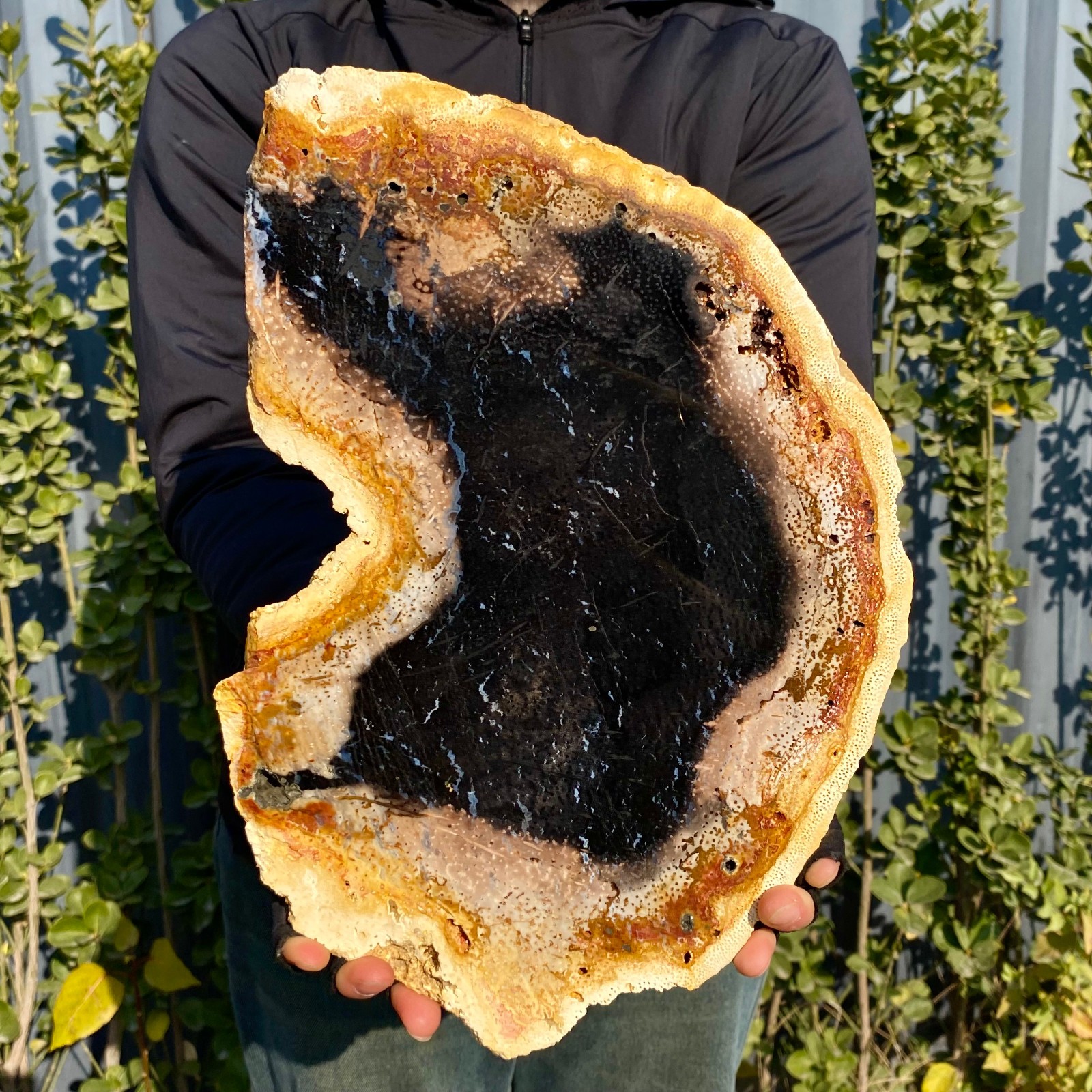 4.03LB Large Natural Petrified Wood Crystal Fossil Slice Shape Specimen Healing