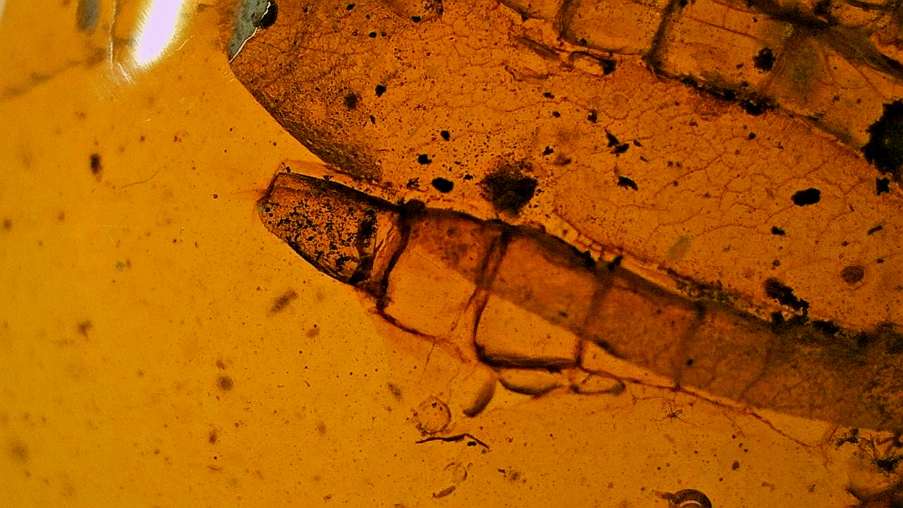 Special price very rare reptile feet inclusion amber