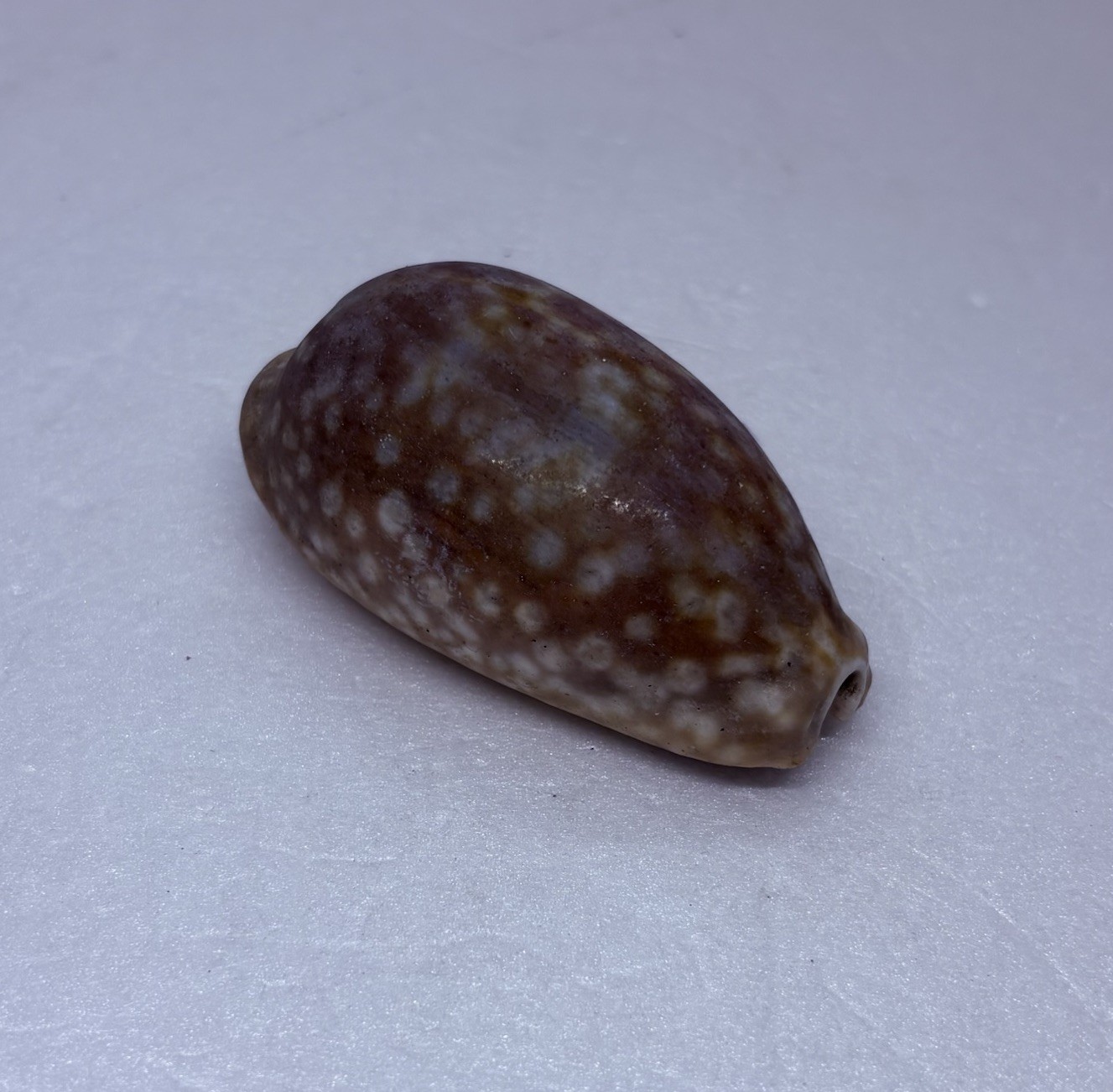 Vintage 1980s Cyraea Cowrie Lyncina Vitellus Sea Shell 3.25” Art Decor 17