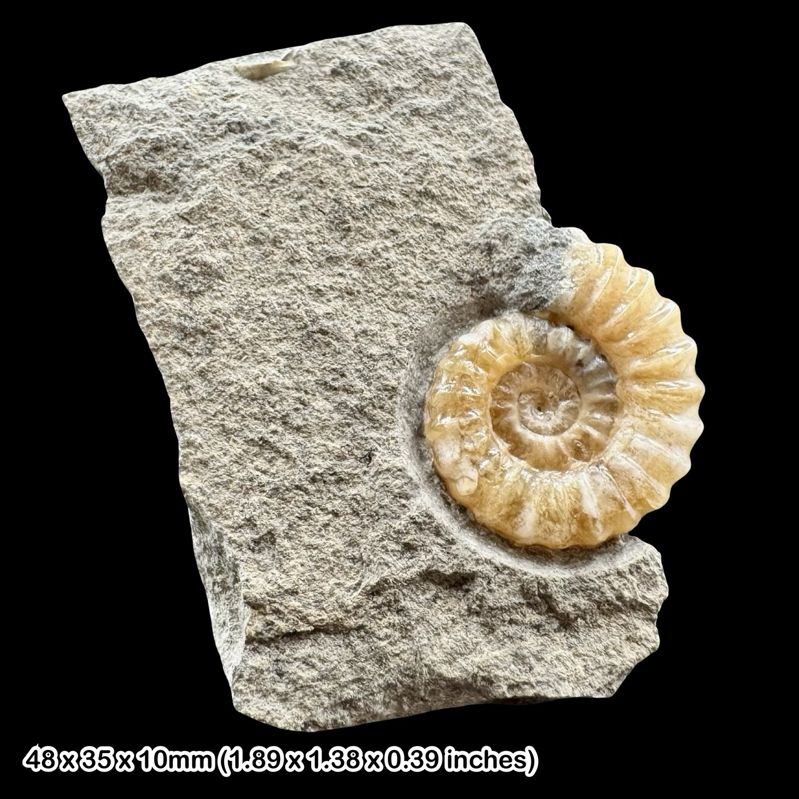 Promicroceras Calcite Ammonite Fossil Jurassic Coast Black Ven Charmouth Dorset