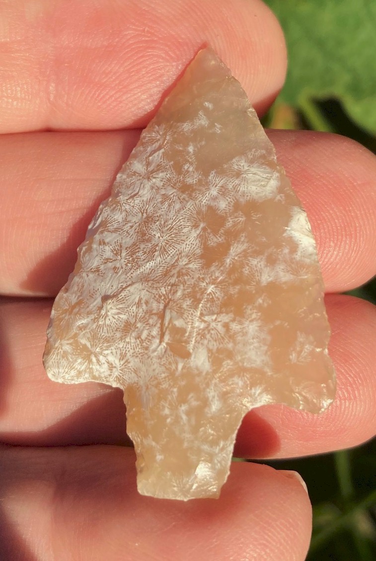 Extremely Beautiful, Almost Clear, Yellow Coral Newnan - 1 7/8