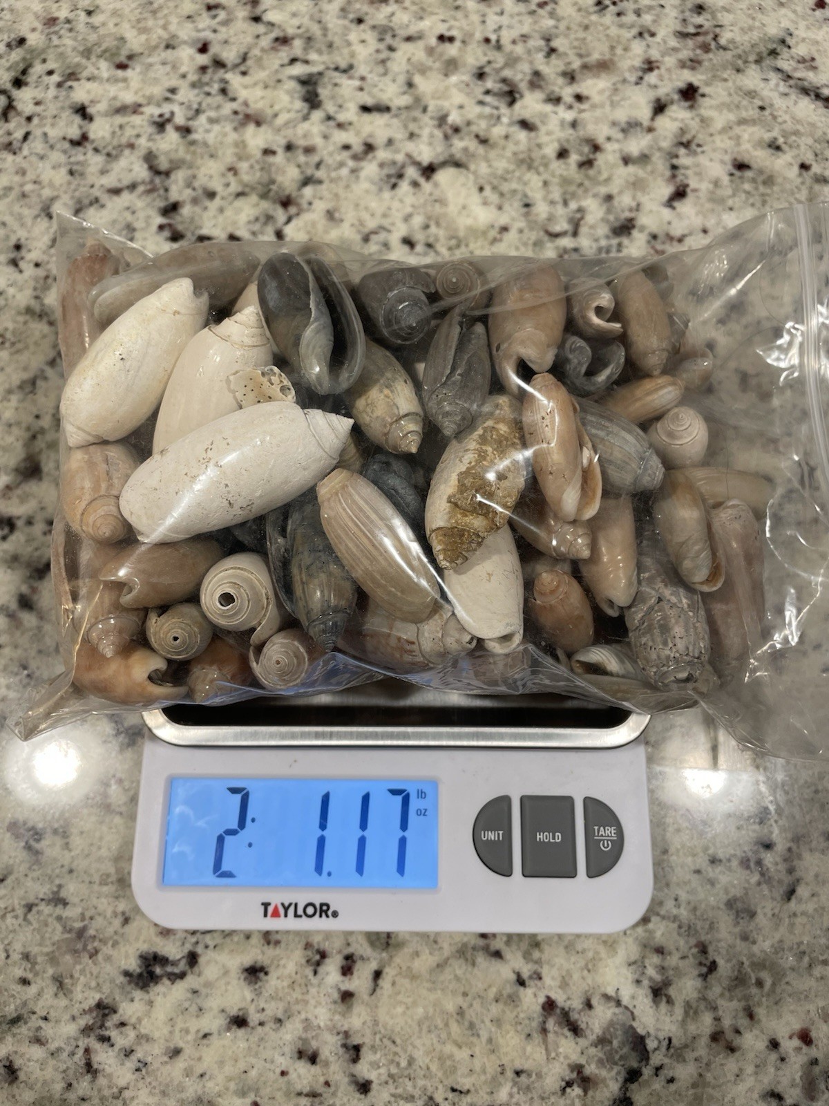 Olive Shell Wholesale Lot Edisto Beach / FL 2lbs Beach Gift