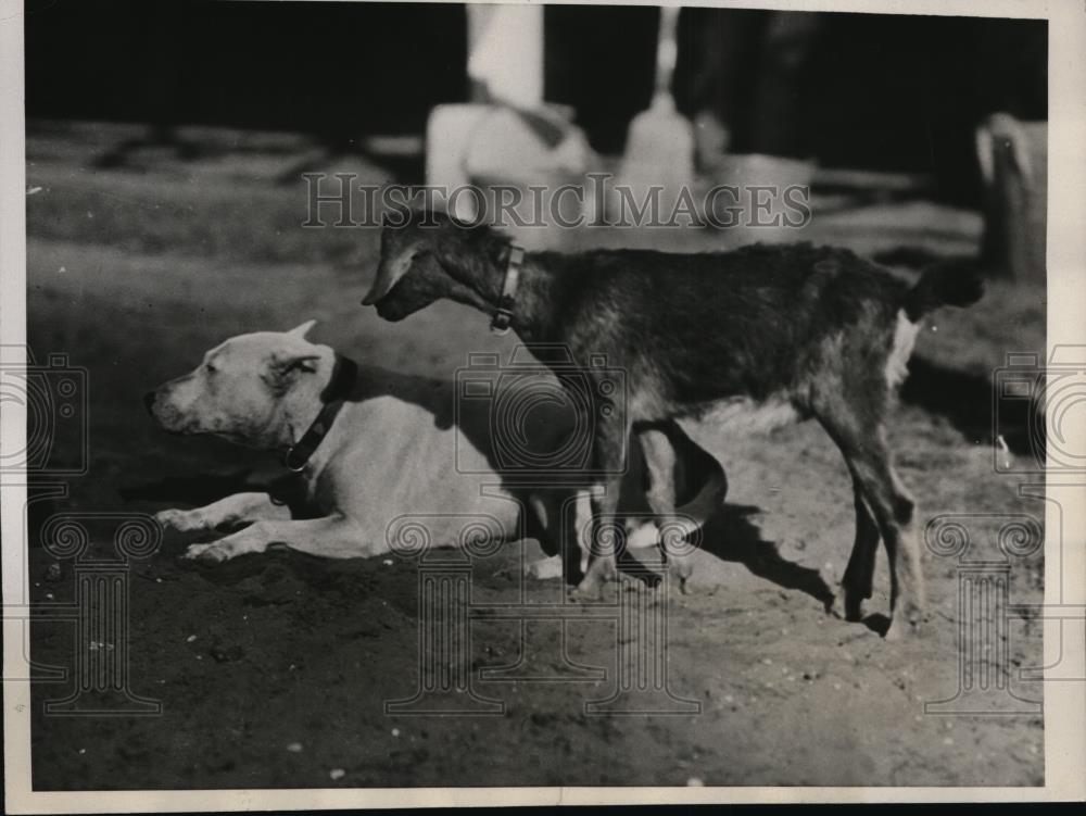 1933 Press Photo Billy mascot at GE Widener stables in Fla & Towser asst