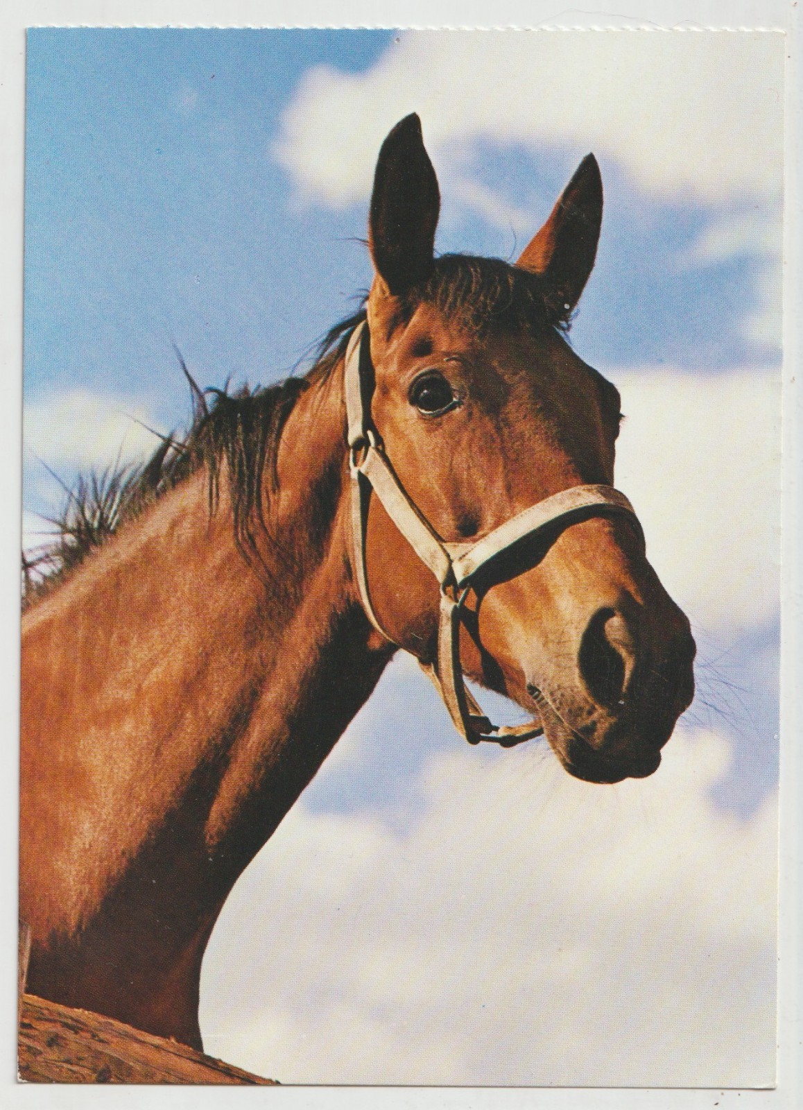 HANDSOME HEADSTUDY Horse Postcard Korsch Verlag Publisher 6007