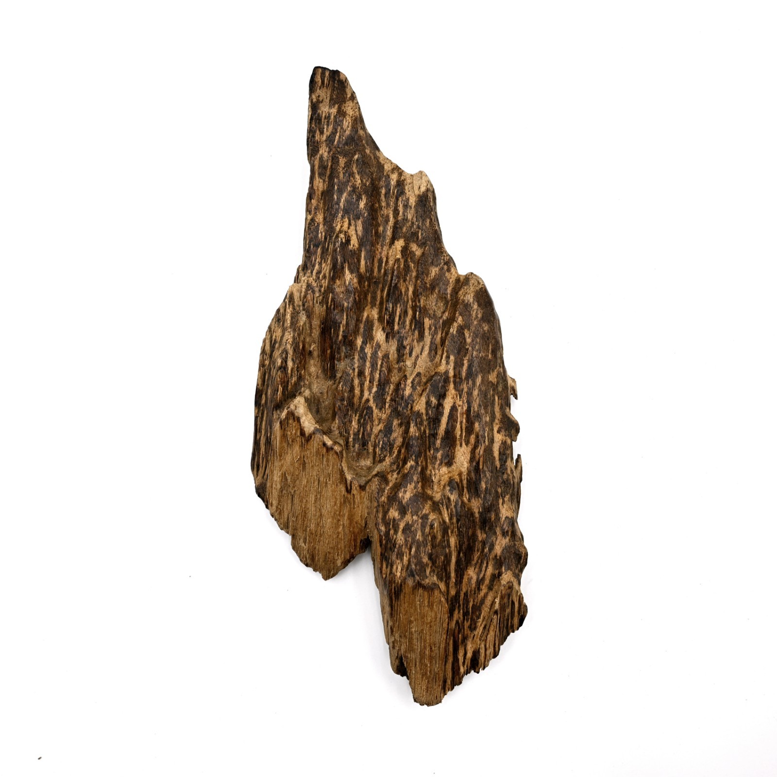 Collective Wild Malaysia Aquilaria Tiger Stripe Agarwood Stumb 西马野生虎斑老板头沉香蓬莱香