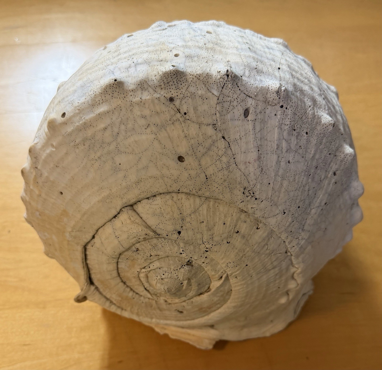 Queen Horned Helmet Shell ‘Cassis cornuta’ 12x10” Florida Huge 5.5lbs