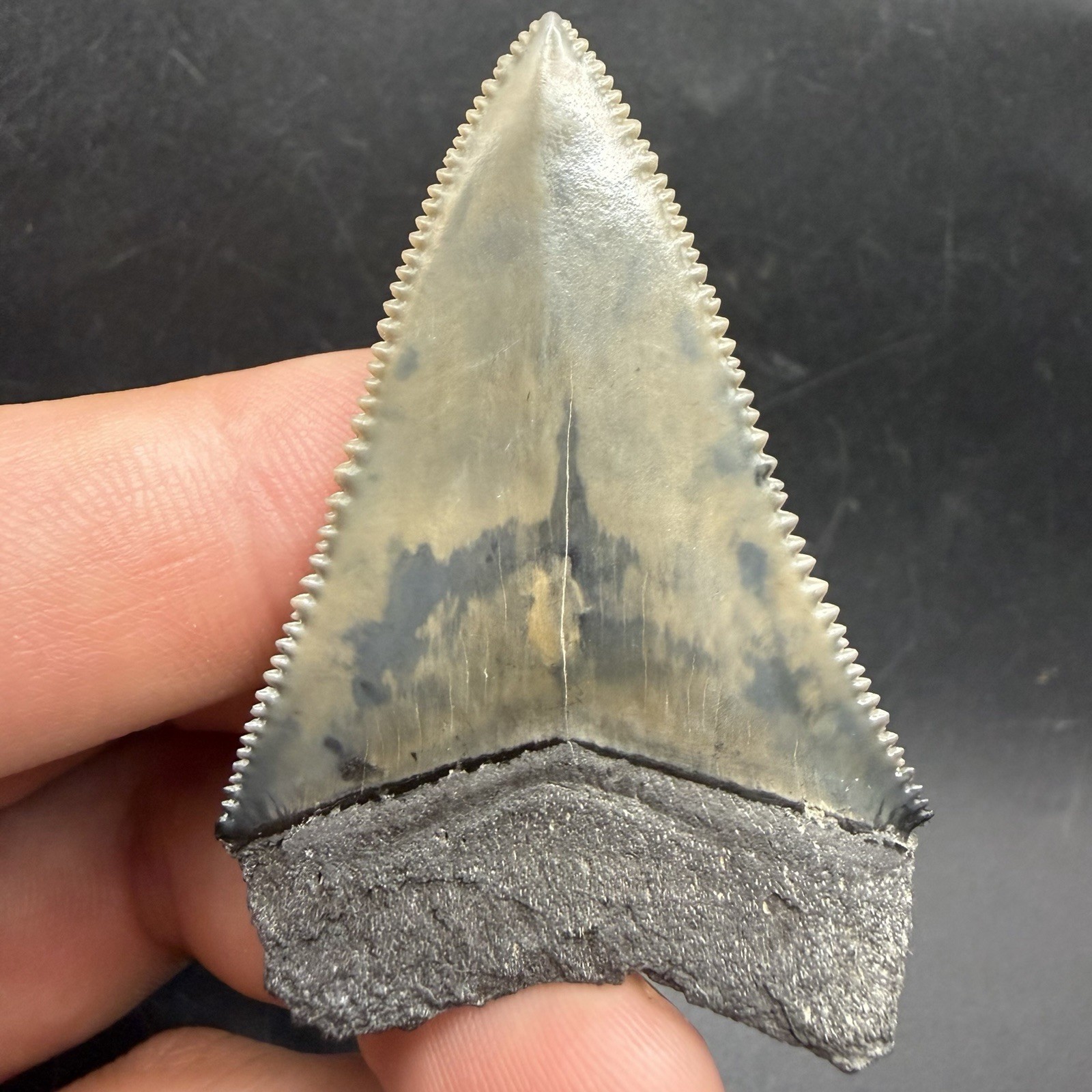 Great White Shark Tooth Florida 2.16” All Natural 